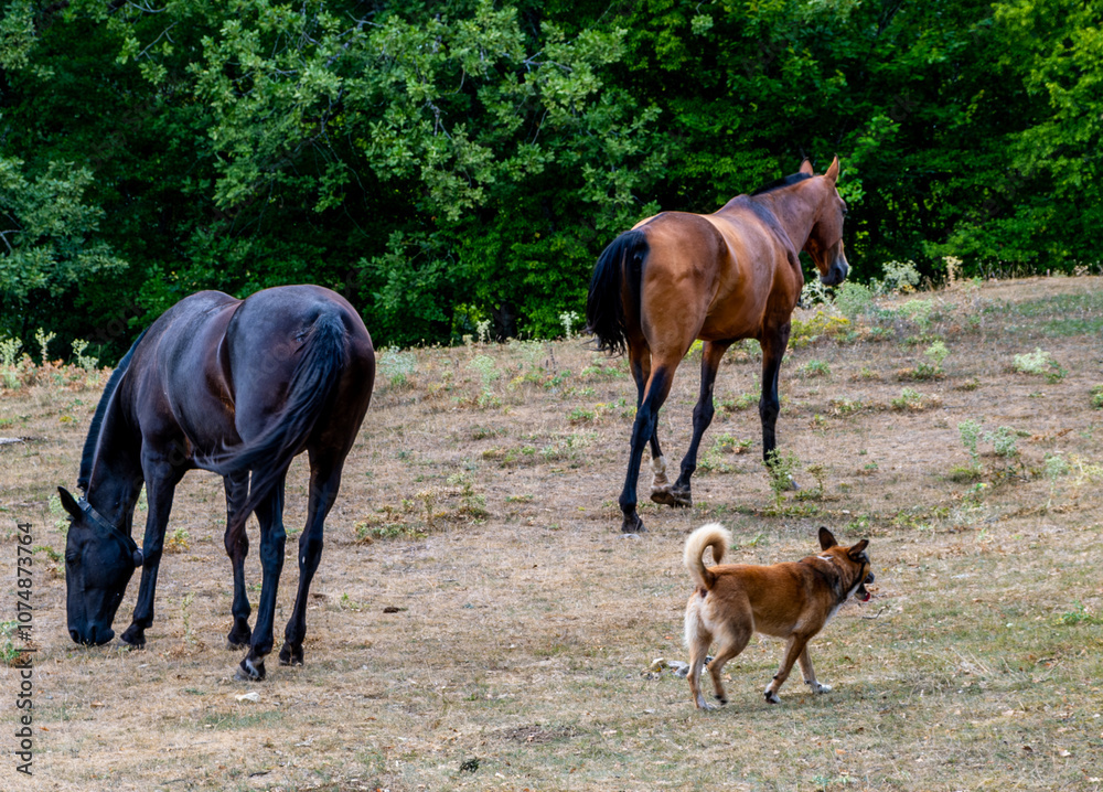 Horses and a dog on a lawn in the woods. Horses and a dog on a lawn in the woods.