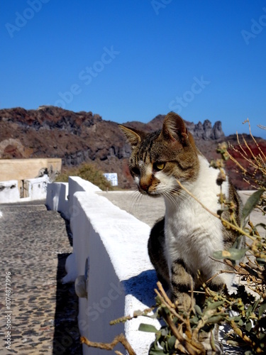 Cat portrait on empty street of Thirassia, Santorini, Cyclades, Greece. Cat sitting on wall outdoor in bright sunlight in greek white washed architecture photo