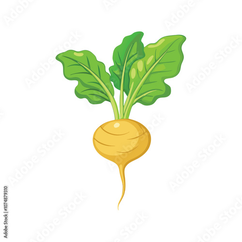 Vector Cartoon Turnip with Green Leaves on a isolated white background