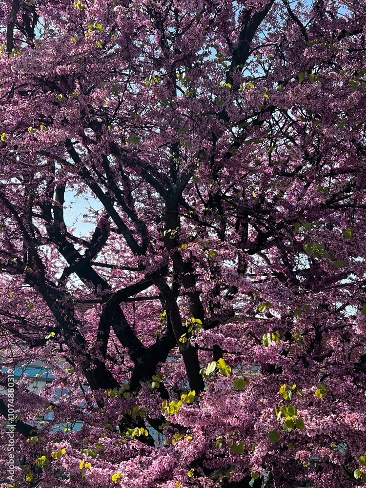 Pink blossoms cover dense branches, creating a vibrant spring canopy. Sunlight filters through, adding a soft glow. Pink blossoms cover dense branches, creating a vibrant spring canopy. Sunlight filters through, adding a soft glow.