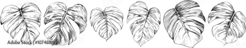 Hand drawn set of tropical leaves isolated on white background. Hand drawn illustration collection ink style.