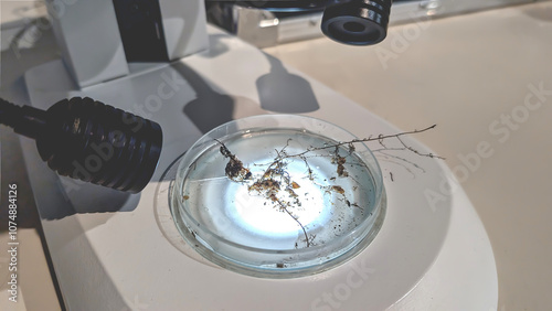 A microscope in the scintific laboratory ready to examinate the sample with substrate of truffle spores.