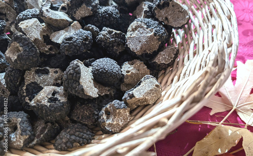 Basket of fresh black truffles. The most expensive mushroom in wicker basket