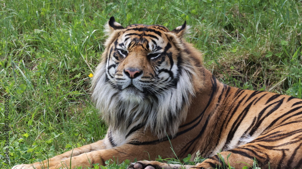 Obraz premium Sumatran Tiger Laying in the Grass Taking in the Sun