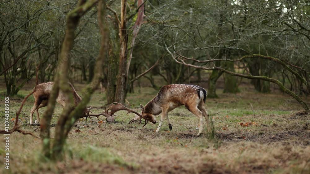 Two European fallow deer bucks lock antlers by bare trees, handheld shot Two European fallow deer bucks lock antlers by bare trees, handheld shot