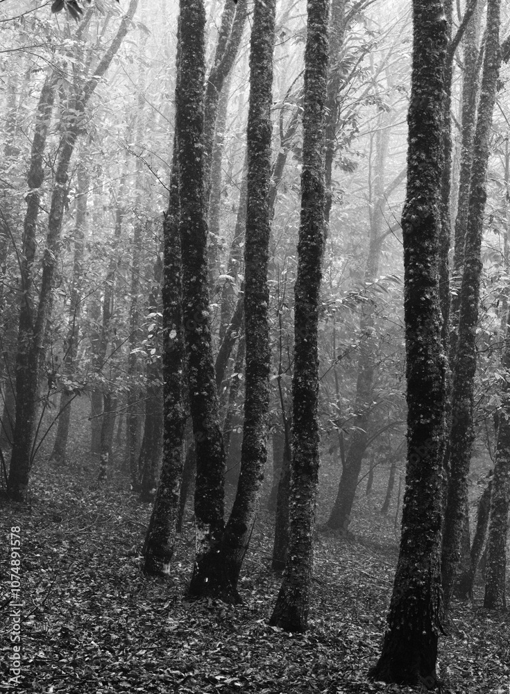 Naklejka premium Otoño en el bosque