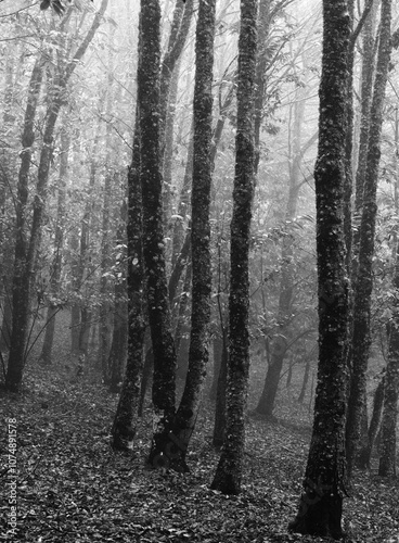 Otoño en el bosque photo