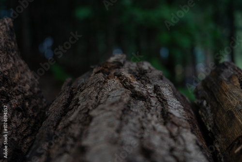 Close up bark tree log. High quality photo