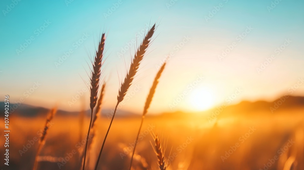Golden wheat swaying gently under a sunset sky in a tranquil field at dusk