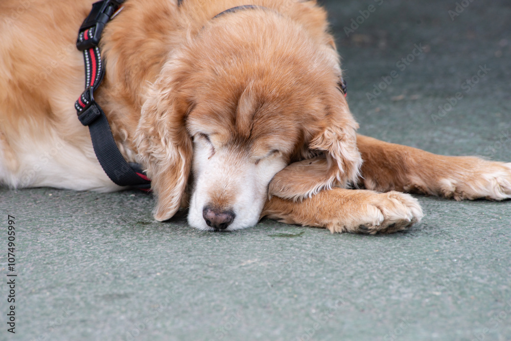 Elderly golden retriever dog sleeps peacefully on the floor Elderly golden retriever dog sleeps peacefully on the floor