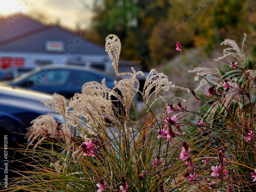 the flowers of grasses and perennials in the autumn light in the parking lot of the department store create an unforgettable atmosphere photo