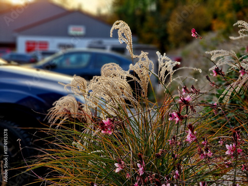 the flowers of grasses and perennials in the autumn light in the parking lot of the department store create an unforgettable atmosphere photo