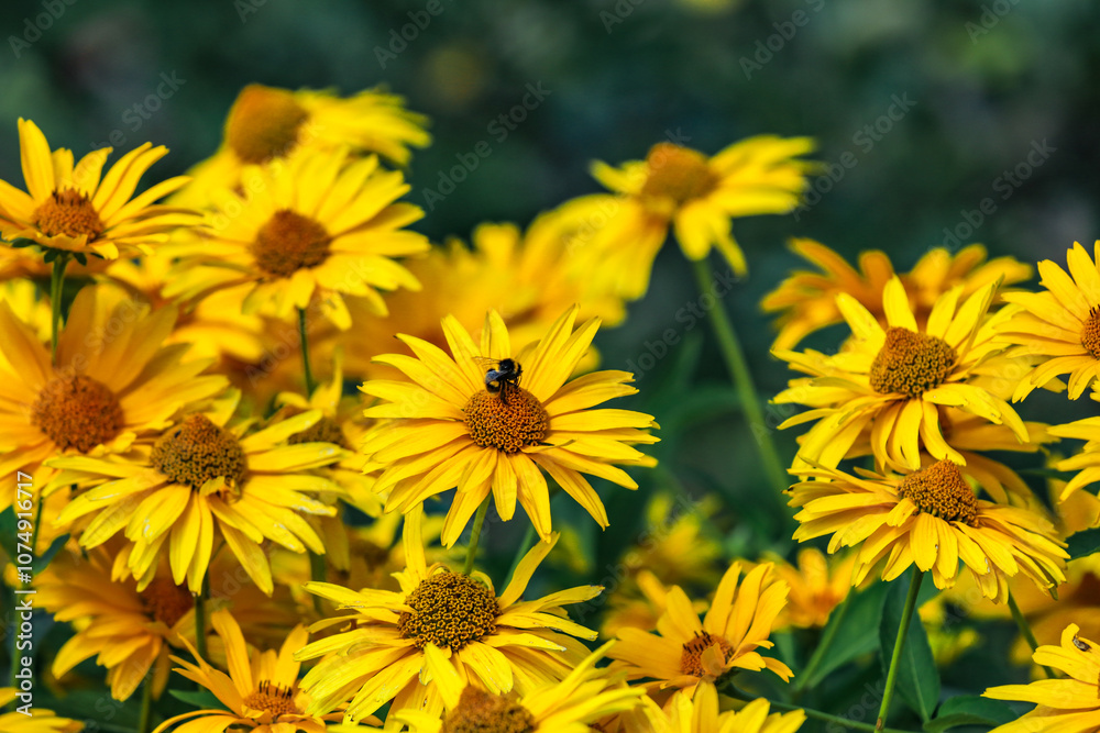 Yellow wildflowers pollinated by bees Yellow wildflowers pollinated by bees
