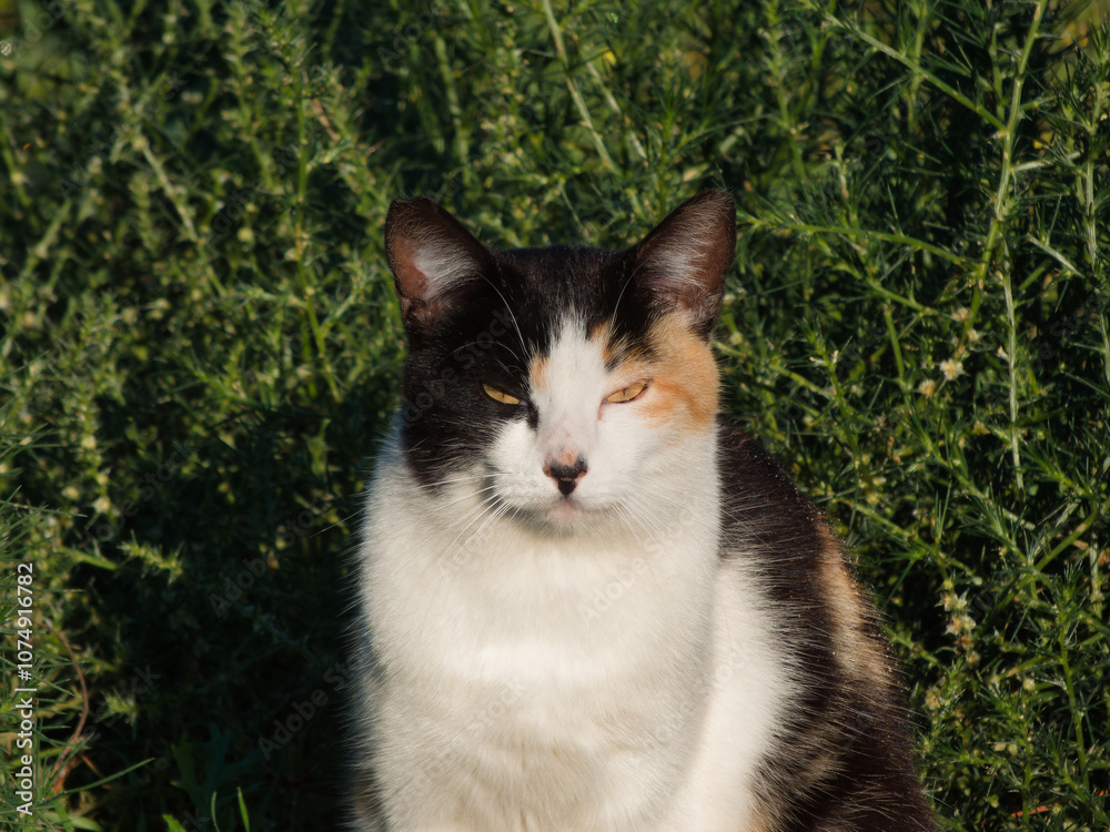 cat, domestic, animal, mammal, spotted, portrait, grass, plants, cat, domestic, animal, mammal, spotted, portrait, grass, plants,