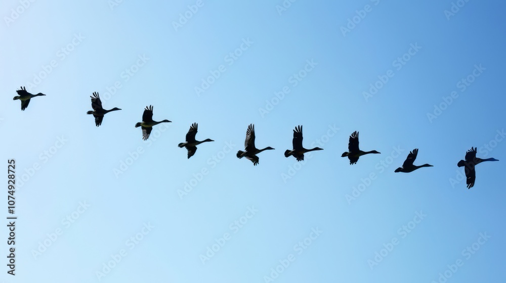 Silhouettes of Geese Flying in Formation Against a Blue Sky Silhouettes of Geese Flying in Formation Against a Blue Sky