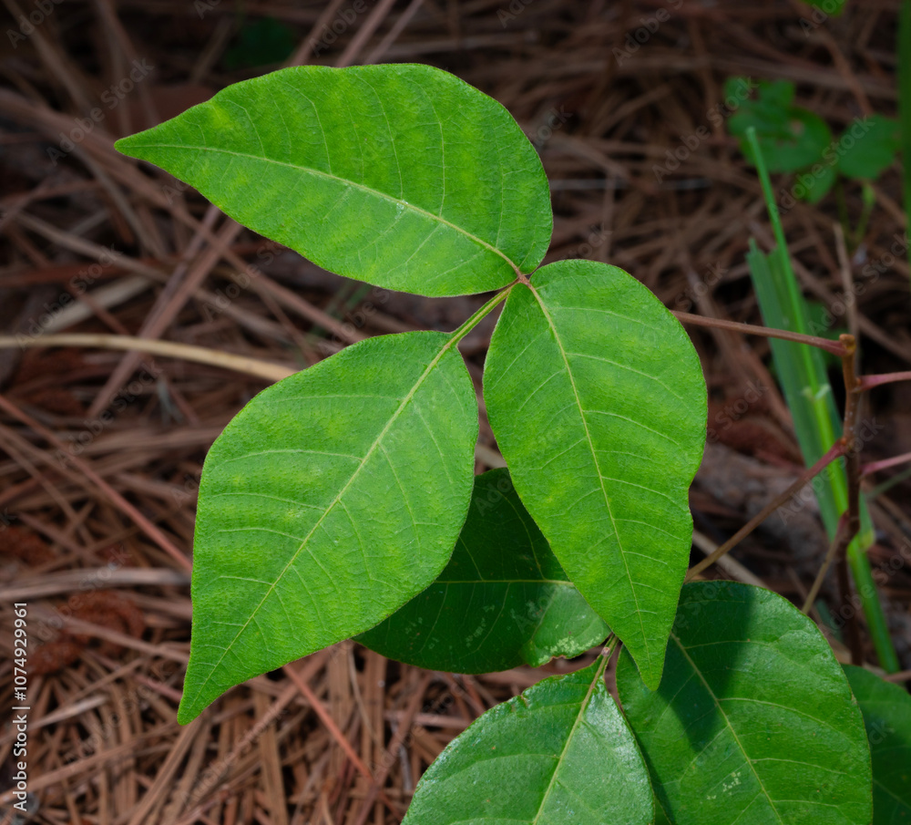 Poison ivy plant growing