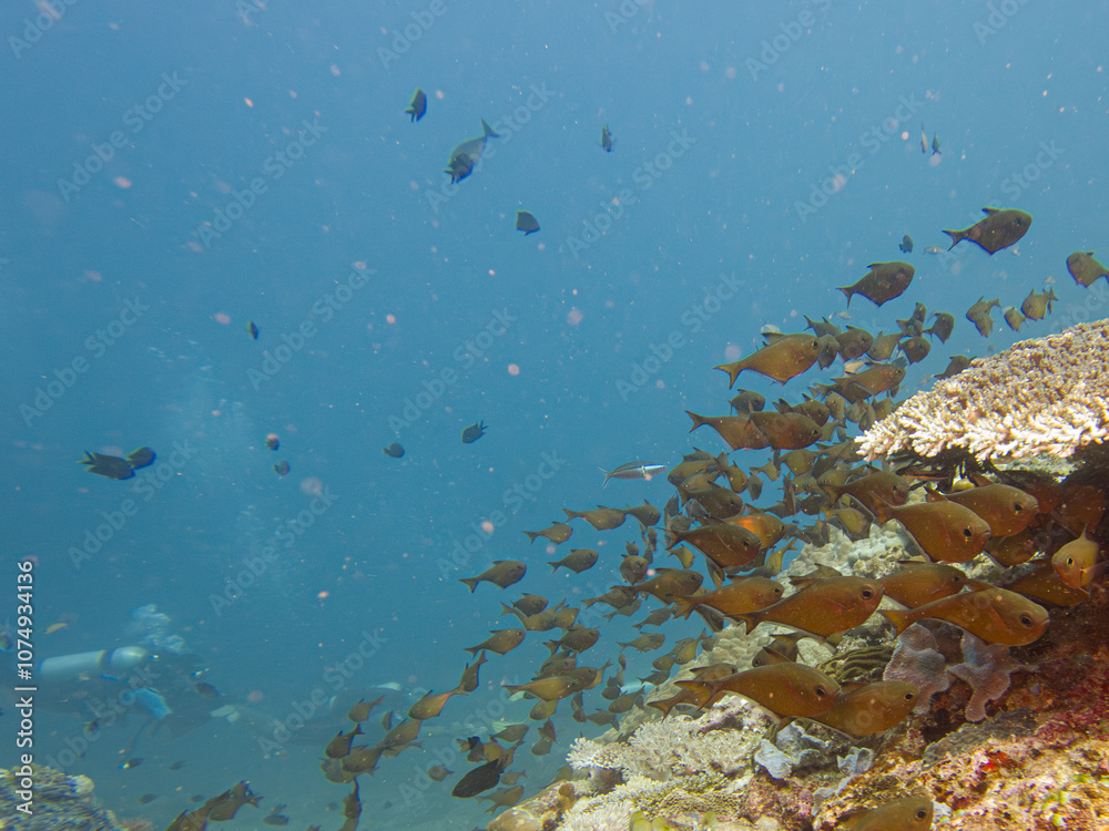 Fototapeta premium A colorful, healthy coral reef with a school of fish and divers at Puerto Galera, Philippines. These reefs are in the center of the coral triangle and have a unique biodiversity