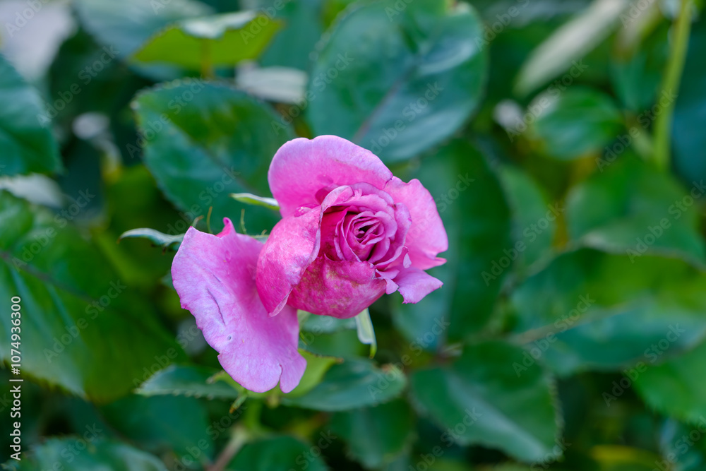 Pink Rose in Bloom with Green Leafy Background Pink Rose in Bloom with Green Leafy Background