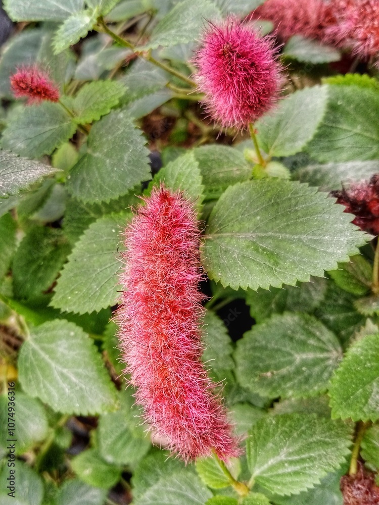 Acalypha hispida Burm.f. or cat's tail commonly called chenille plant. Apart from being an ornamental plant, flowers and leaves also have medicinal benefits.
Acalypha hispida Burm.f. or cat's tail commonly called chenille plant. Apart from being an ornamental plant, flowers and leaves also have medicinal benefits.
