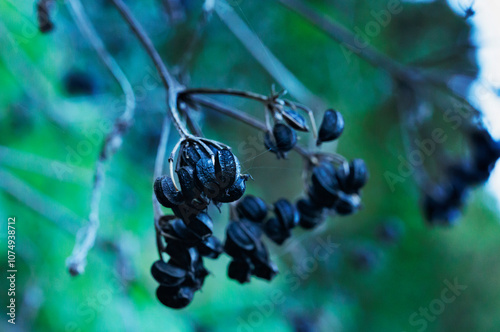 Black fruit of  alexanders plant