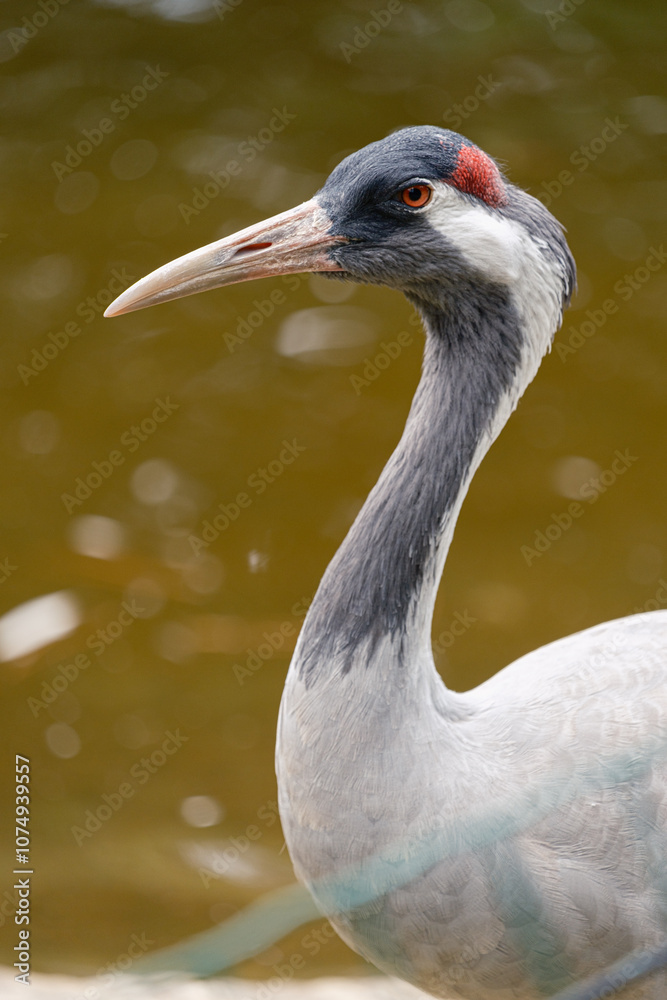 Fototapeta premium Crane in zoo