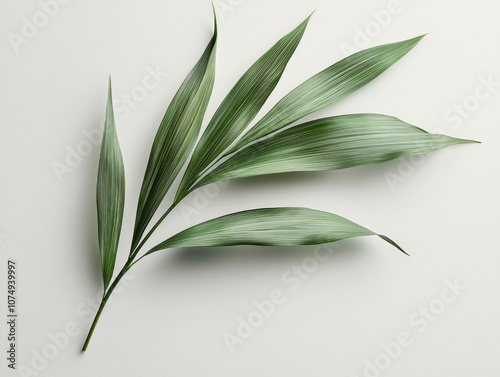 striking display Syringodium filiforme seagrass features elongated thin leaves medium green hue. arrangement emphasizes subtle surface details and natural beauty. photo