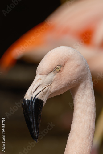 Flamingo in zoo