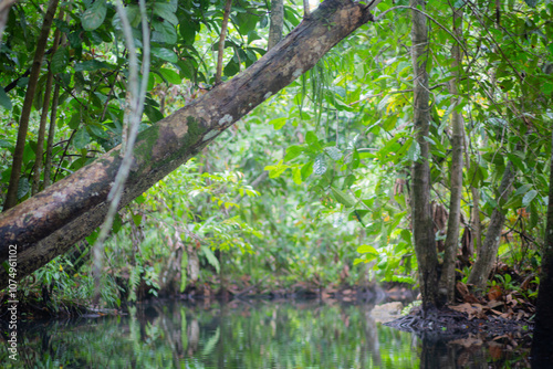 Trees in mangrove forests have branches and fresh water.