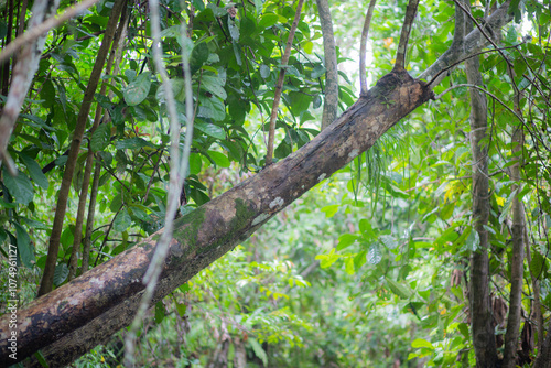 Trees in mangrove forests have branches and fresh water.