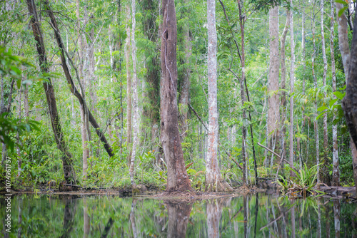 Trees in mangrove forests have branches and fresh water.