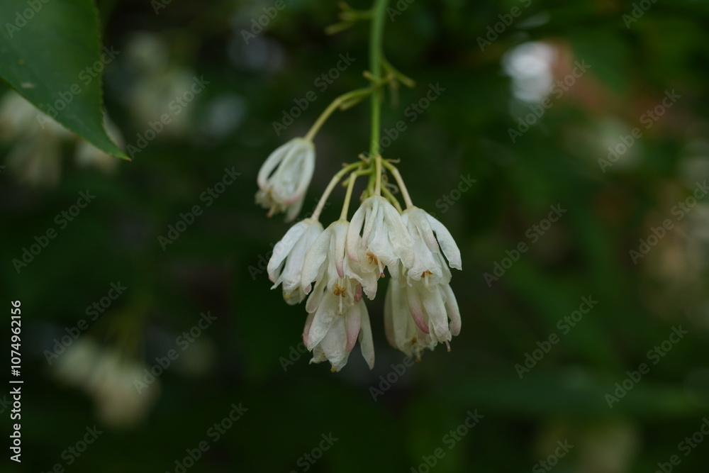 Staphylea trifolia is a shrub with bell-shaped flowers and beautiful white petals. It is commonly found along walkways. Staphylea trifolia is a shrub with bell-shaped flowers and beautiful white petals. It is commonly found along walkways.