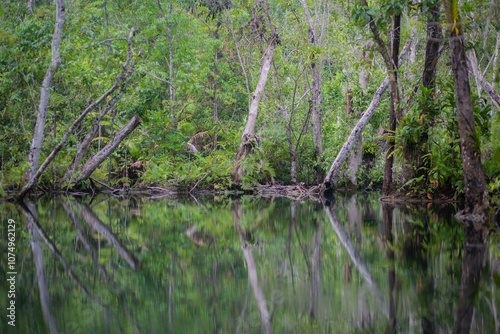 Trees in mangrove forests have branches and fresh water.