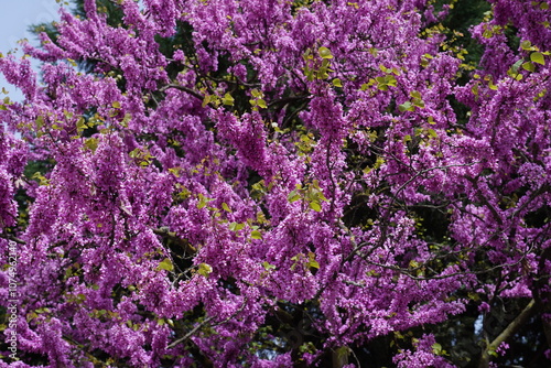 Cercis canadensis or Eastern Redbud is a perennial tree with small pink or purple flowers on its branches and trunk. It has medicinal properties, reduces fever, and can be eaten in salads.