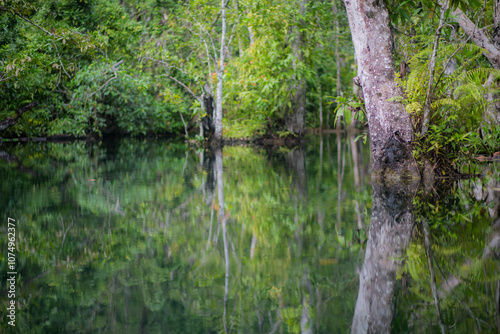 Trees in mangrove forests have branches and fresh water.