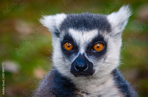 Ring tailed Lemur