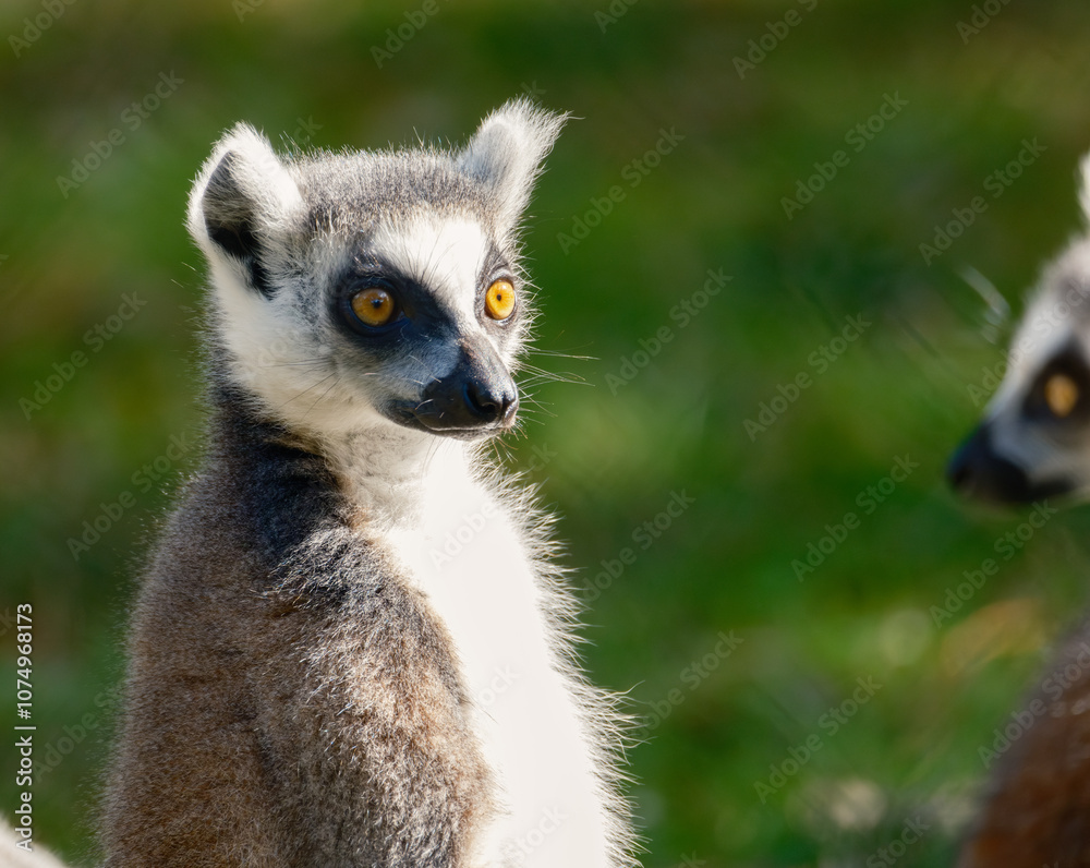 Ring tailed Lemur Ring tailed Lemur