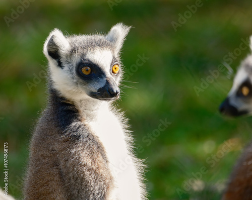 Ring tailed Lemur