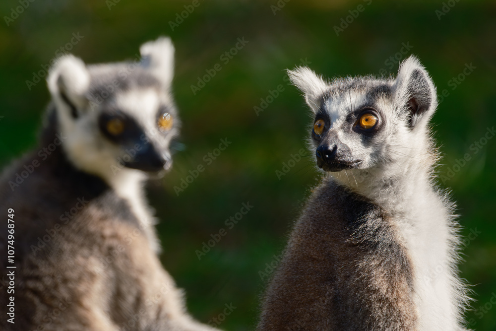 Fototapeta premium Ring tailed Lemur