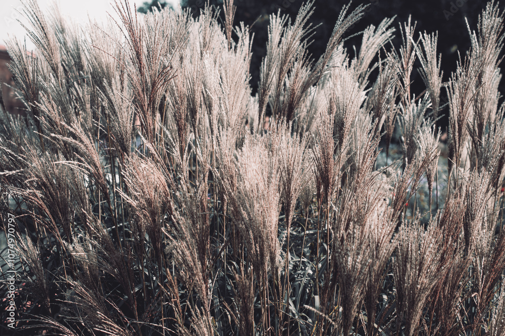 A serene and minimalist image of dry grass in soft, muted tones. The close-up perspective captures the delicate texture and natural patterns of the stalks, evoking a calm and tranquil atmosphere. Perf A serene and minimalist image of dry grass in soft, muted tones. The close-up perspective captures the delicate texture and natural patterns of the stalks, evoking a calm and tranquil atmosphere. Perf