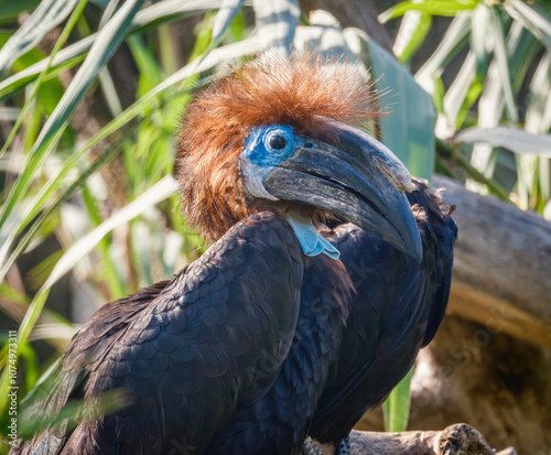 hornbill