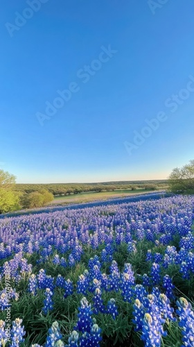 Vast fields of blooming bluebonnets stretching under a clear blue sky in Texas during springtime