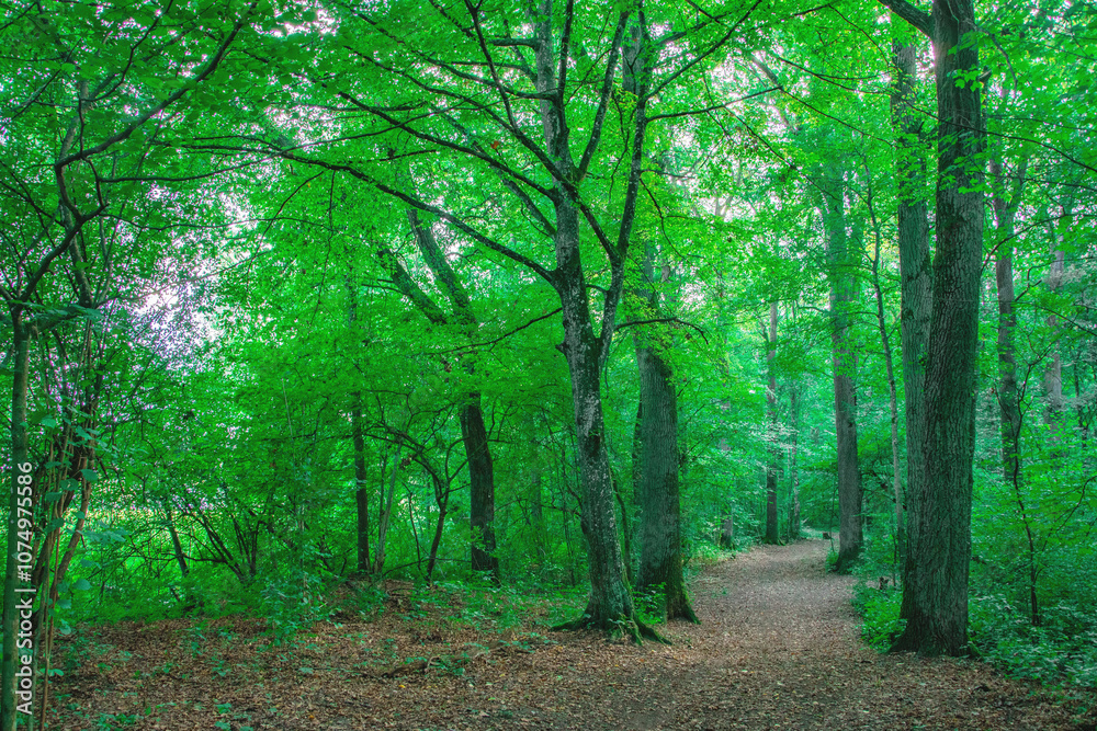 A serene forest path surrounded by tall, slender trees with vibrant green leaves. The dirt trail stretches into the distance, creating a peaceful, inviting atmosphere. Sunlight filters through the can A serene forest path surrounded by tall, slender trees with vibrant green leaves. The dirt trail stretches into the distance, creating a peaceful, inviting atmosphere. Sunlight filters through the can