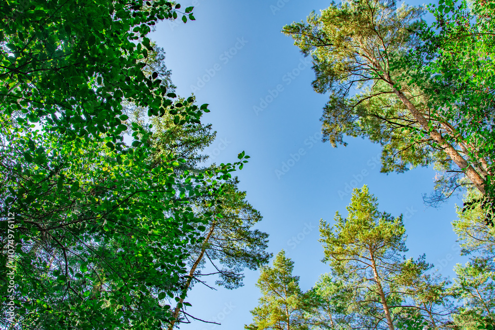 View from below of a bright blue sky framed by lush green foliage and tall pine trees. A peaceful and natural scene showcasing the beauty of a sunny day in the forest. View from below of a bright blue sky framed by lush green foliage and tall pine trees. A peaceful and natural scene showcasing the beauty of a sunny day in the forest.