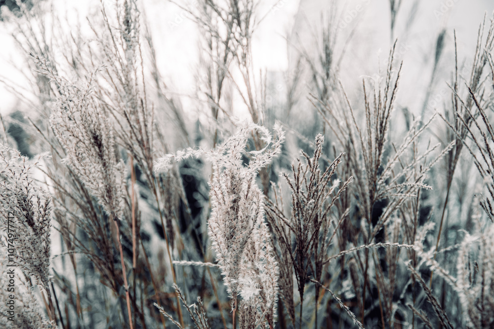 Fototapeta premium A serene and minimalist image of dry grass in soft, muted tones. The close-up perspective captures the delicate texture and natural patterns of the stalks, evoking a calm and tranquil atmosphere. Perf