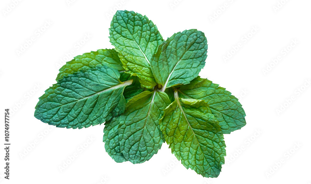 Mint leaves. Mint leaf close up on a white background. Mint leaves. Mint leaf close up on a white background.
