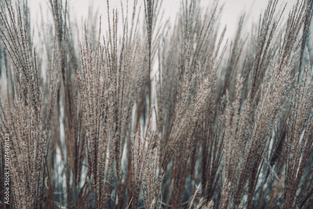 A serene and minimalist image of dry grass in soft, muted tones. The close-up perspective captures the delicate texture and natural patterns of the stalks, evoking a calm and tranquil atmosphere. Perf A serene and minimalist image of dry grass in soft, muted tones. The close-up perspective captures the delicate texture and natural patterns of the stalks, evoking a calm and tranquil atmosphere. Perf