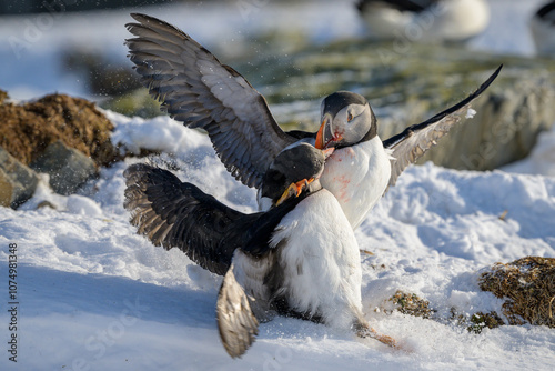 Atlantic puffin (Fratercula arctica) fighting in snow at Hornøya island, Norway