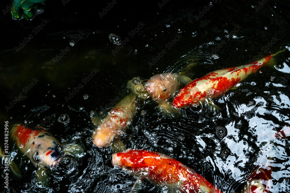 fish CARP fancy or koi in pond, japanese National animal