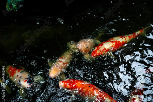Obraz na płótnie fish CARP fancy or koi in pond, japanese National animal w salonie