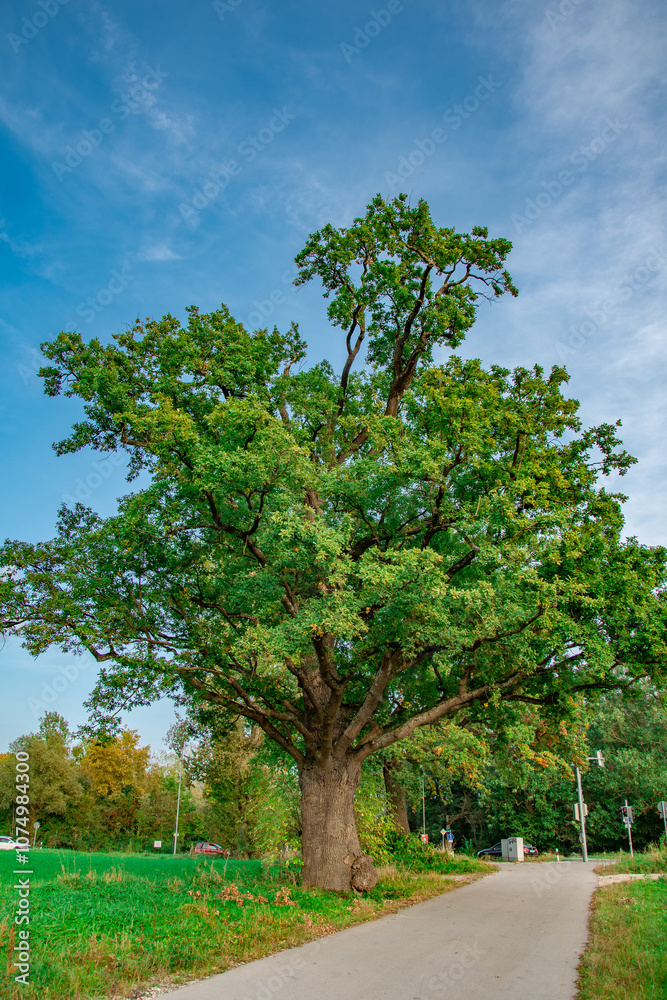 A large, majestic oak tree with a thick trunk and sprawling branches covered in green leaves, set against a clear blue sky. The tree stands prominently in a peaceful, natural environment, with hints o A large, majestic oak tree with a thick trunk and sprawling branches covered in green leaves, set against a clear blue sky. The tree stands prominently in a peaceful, natural environment, with hints o